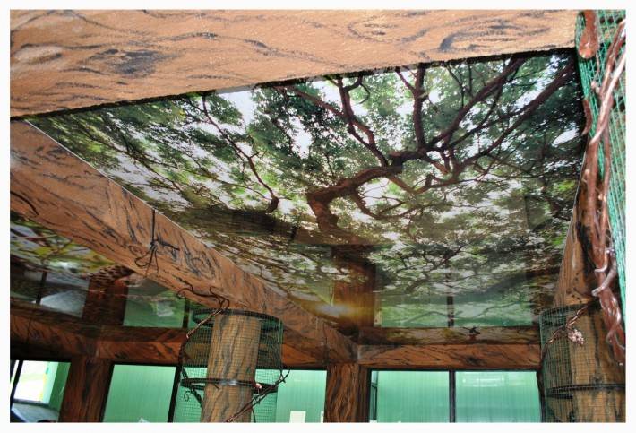 Натяжной потолок с принтом от Zevs Group