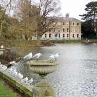 Английский сад дворца Кью — фото 2