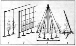 Рис 1. Виды опор для горошка душистого